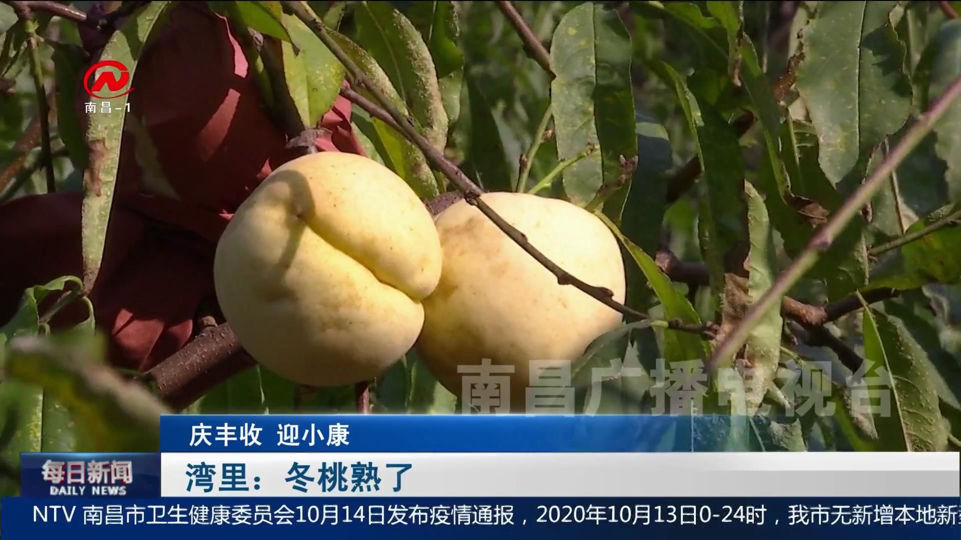 湾里：冬桃熟了