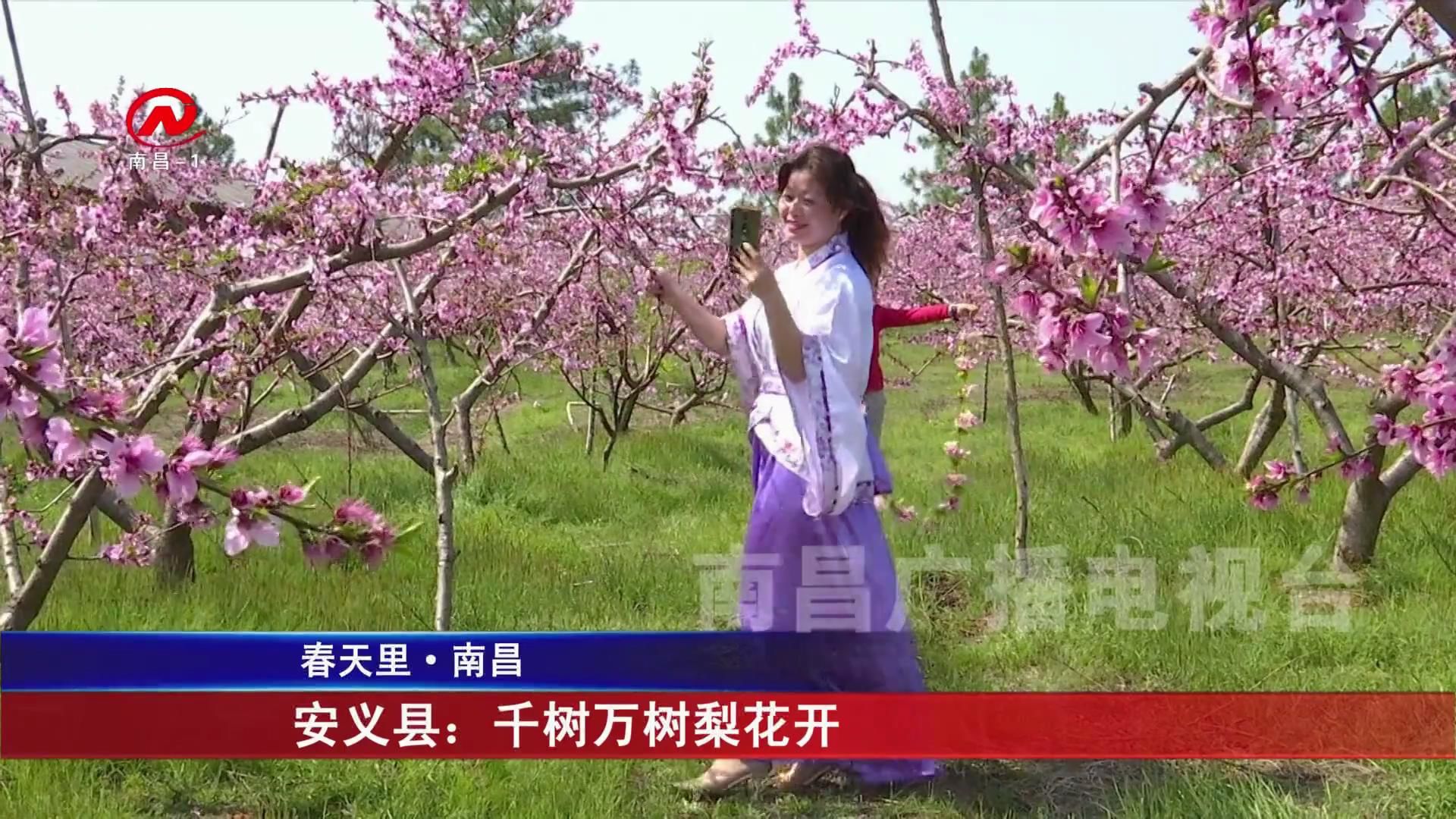 安义县：千树万树梨花开