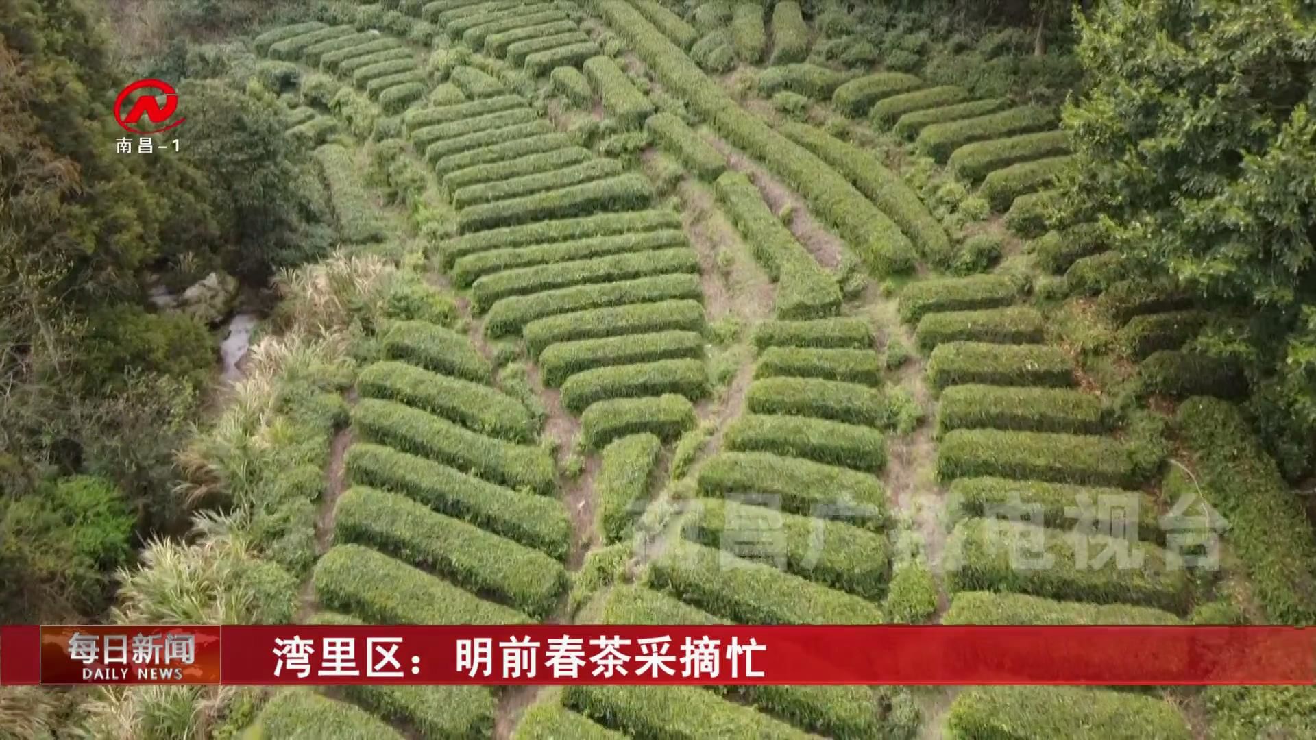 湾里区：明前春茶采摘忙