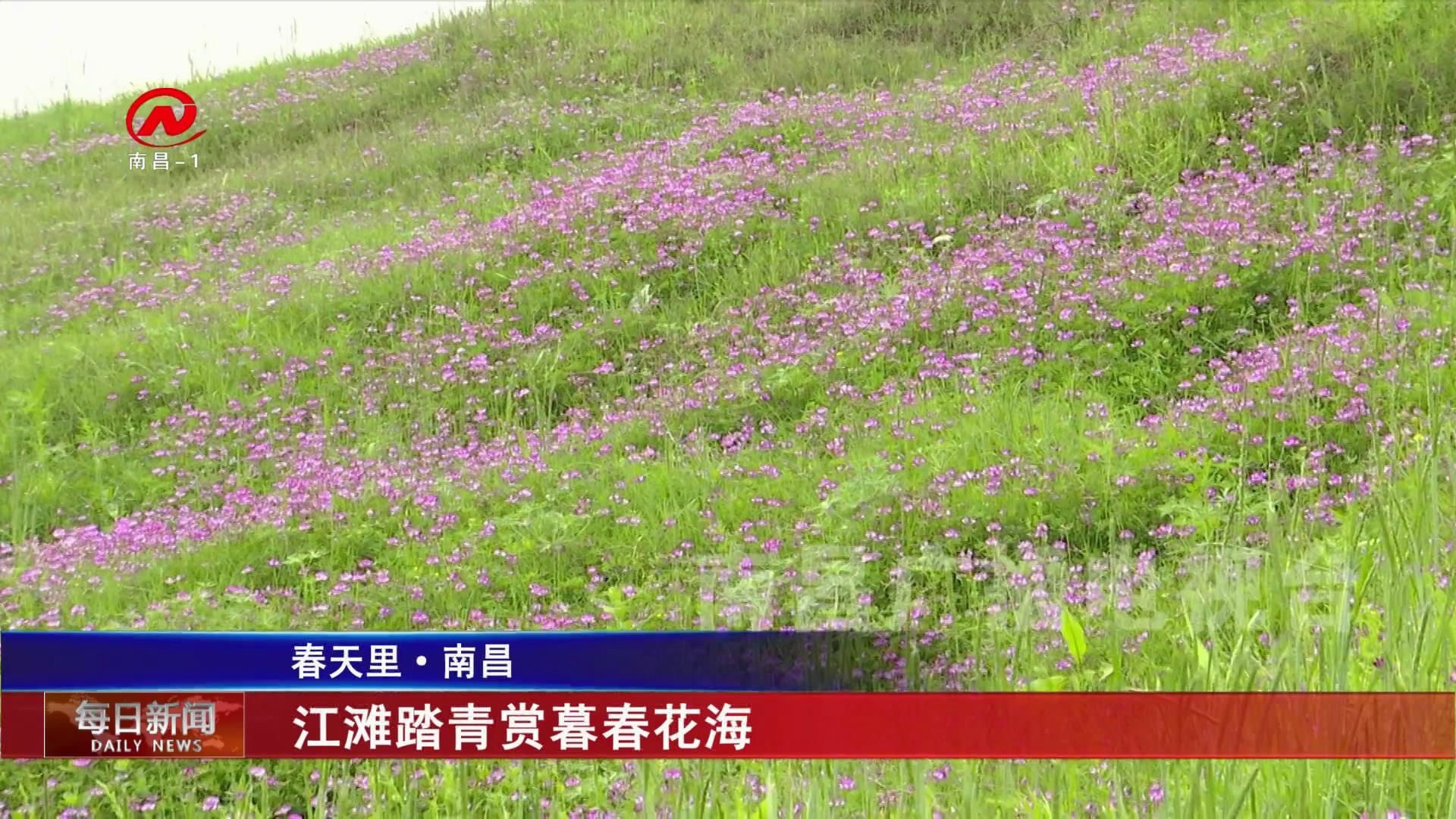 江滩踏青赏暮春花海