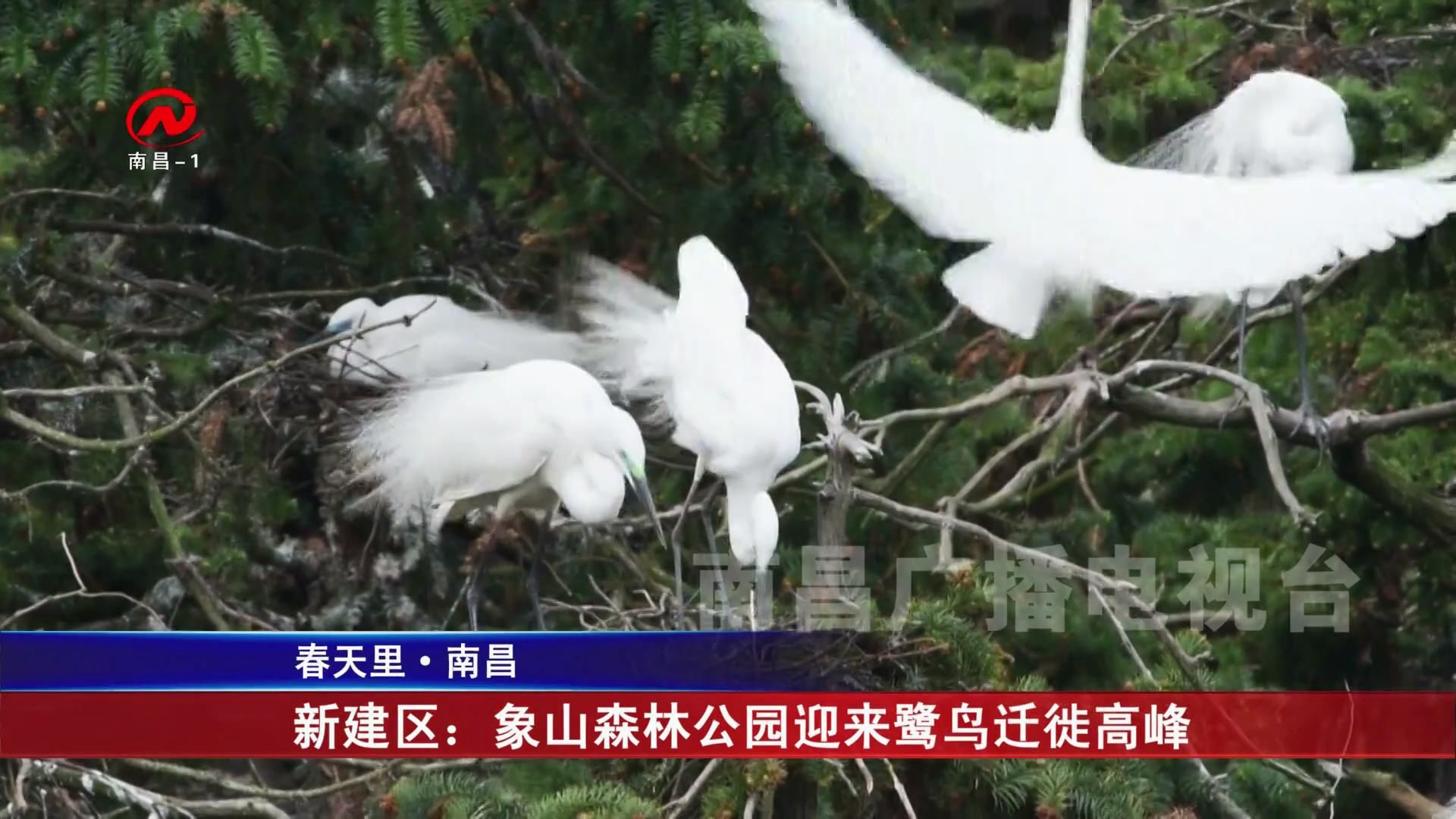 新建区：象山森林公园迎来鹭鸟迁徙高峰
