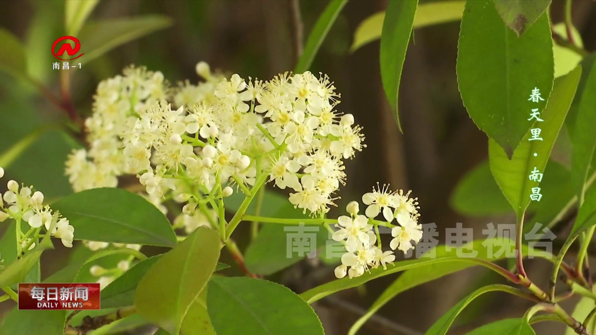 一城春色花正浓