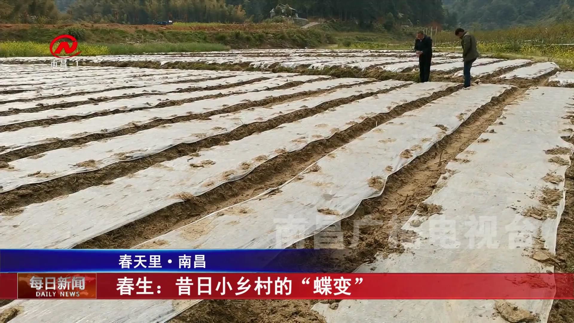 春生：昔日小乡村的“蝶变”