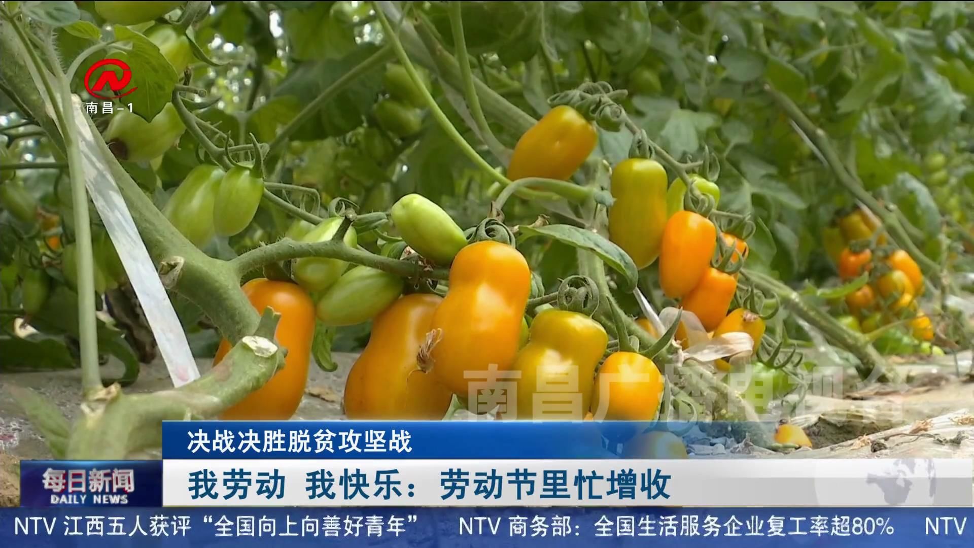 我劳动 我快乐：劳动节里忙增收