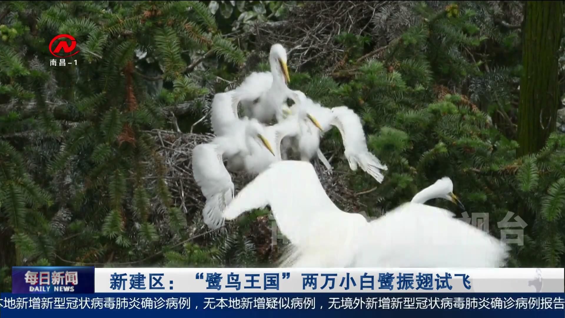 新建区：“鹭鸟王国”两万小白鹭振翅试飞
