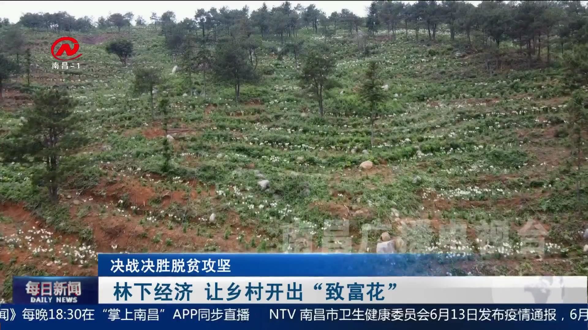 林下经济  让乡村开出“致富花”