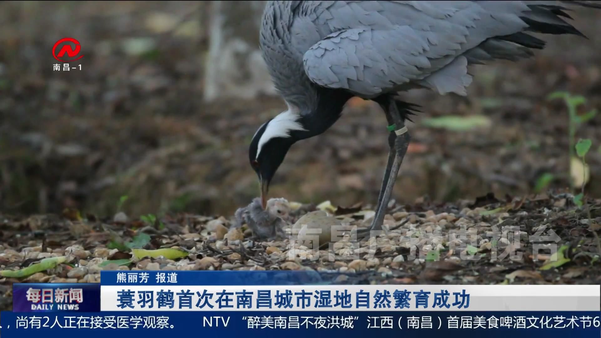 蓑羽鹤首次在南昌城市湿地自然繁育成功