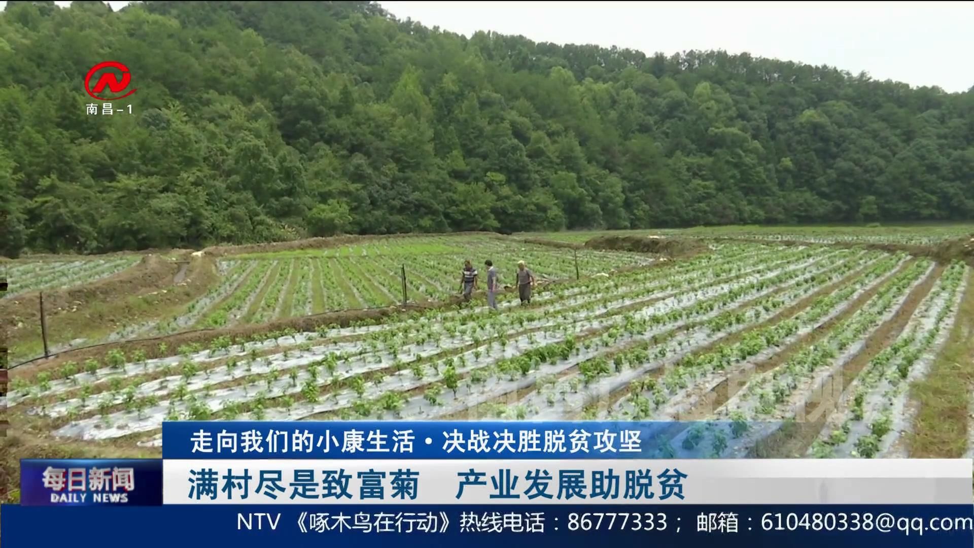 满村尽是致富菊  产业发展助脱贫