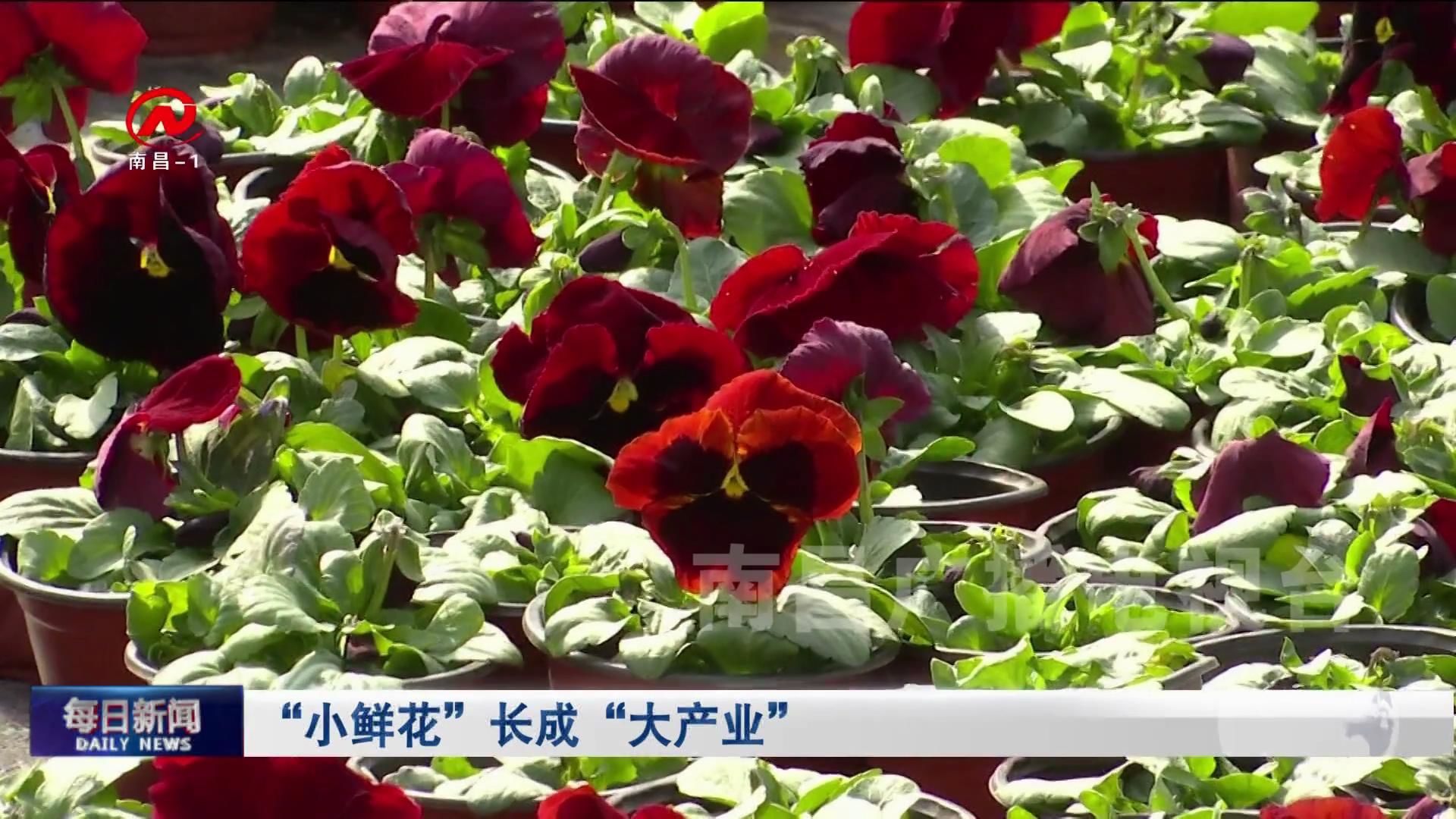 “小鲜花”长成“大产业”