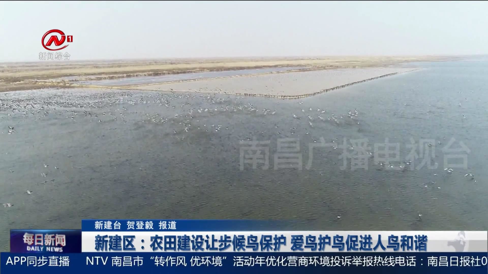 新建区：农田建设让步候鸟保护 爱鸟护鸟促进人鸟和谐