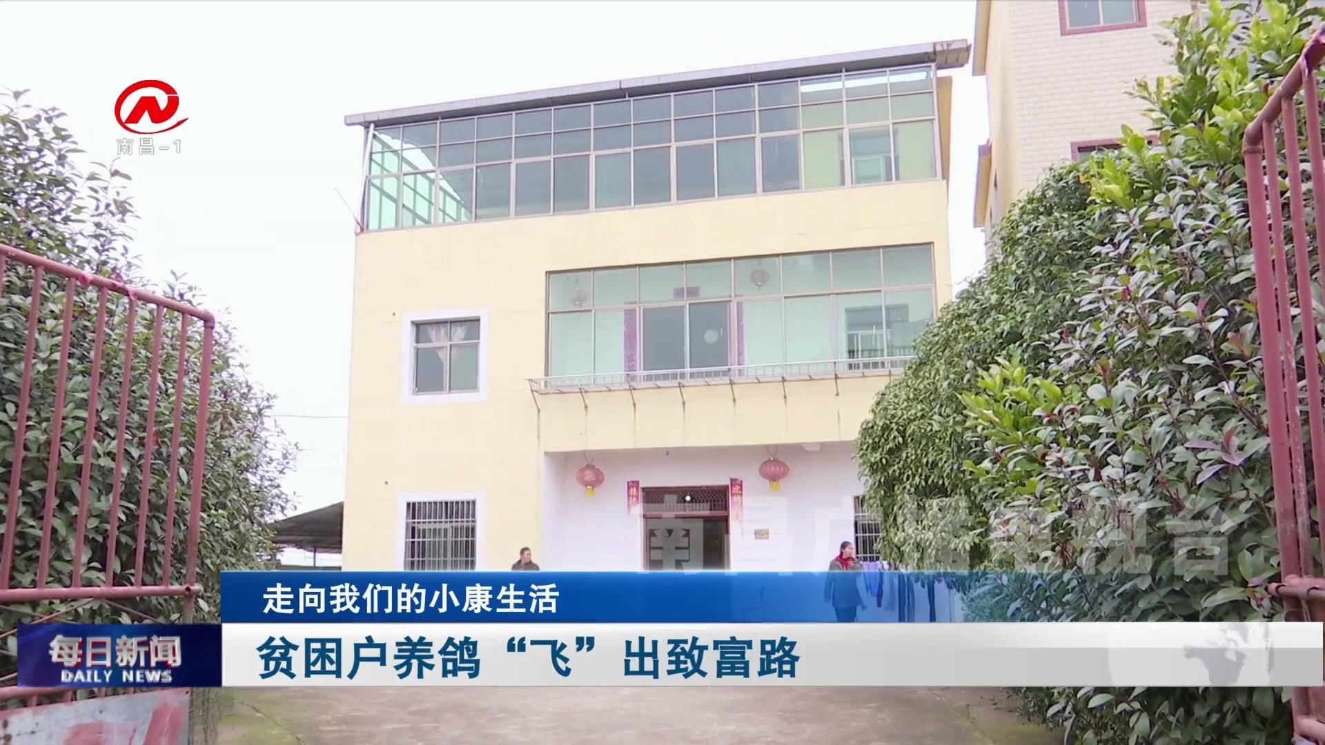 贫困户养鸽“飞”出致富路