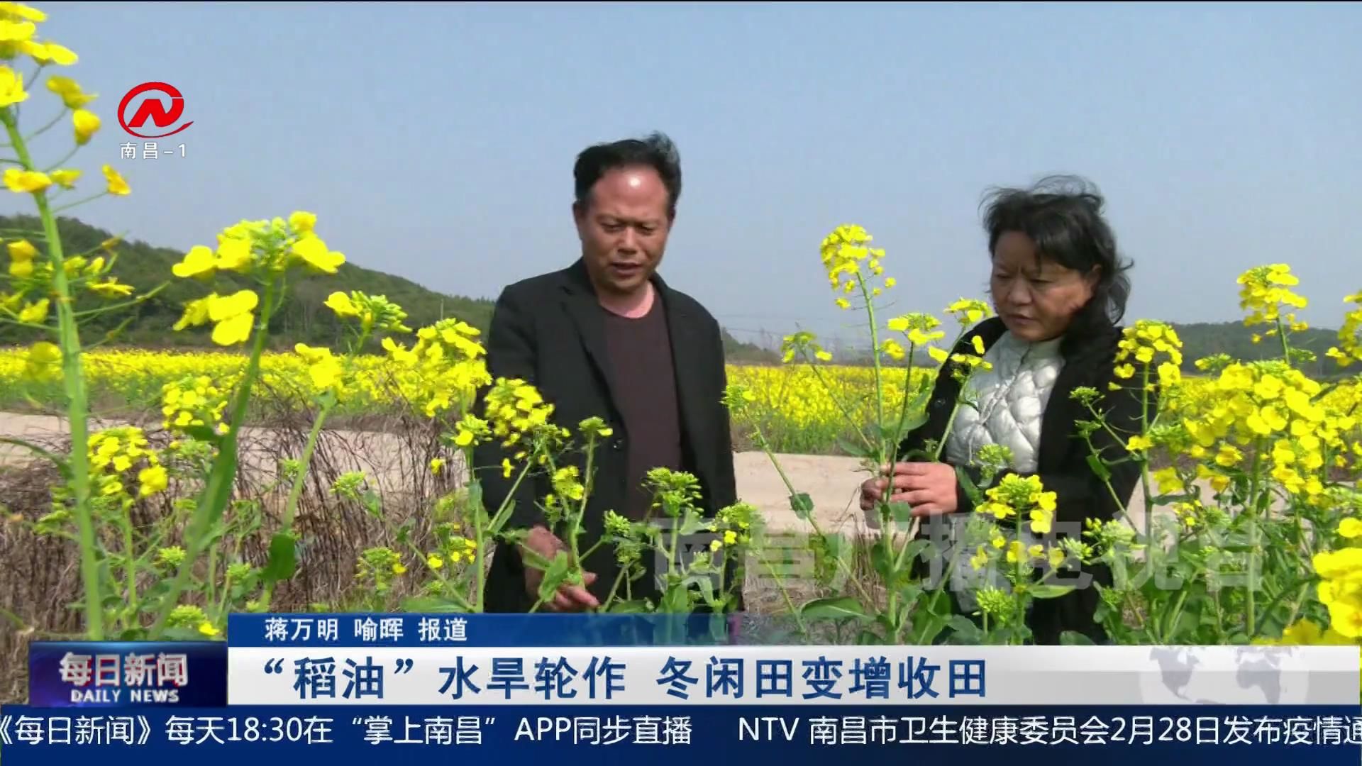 “稻油”水旱轮作 冬闲田变增收田