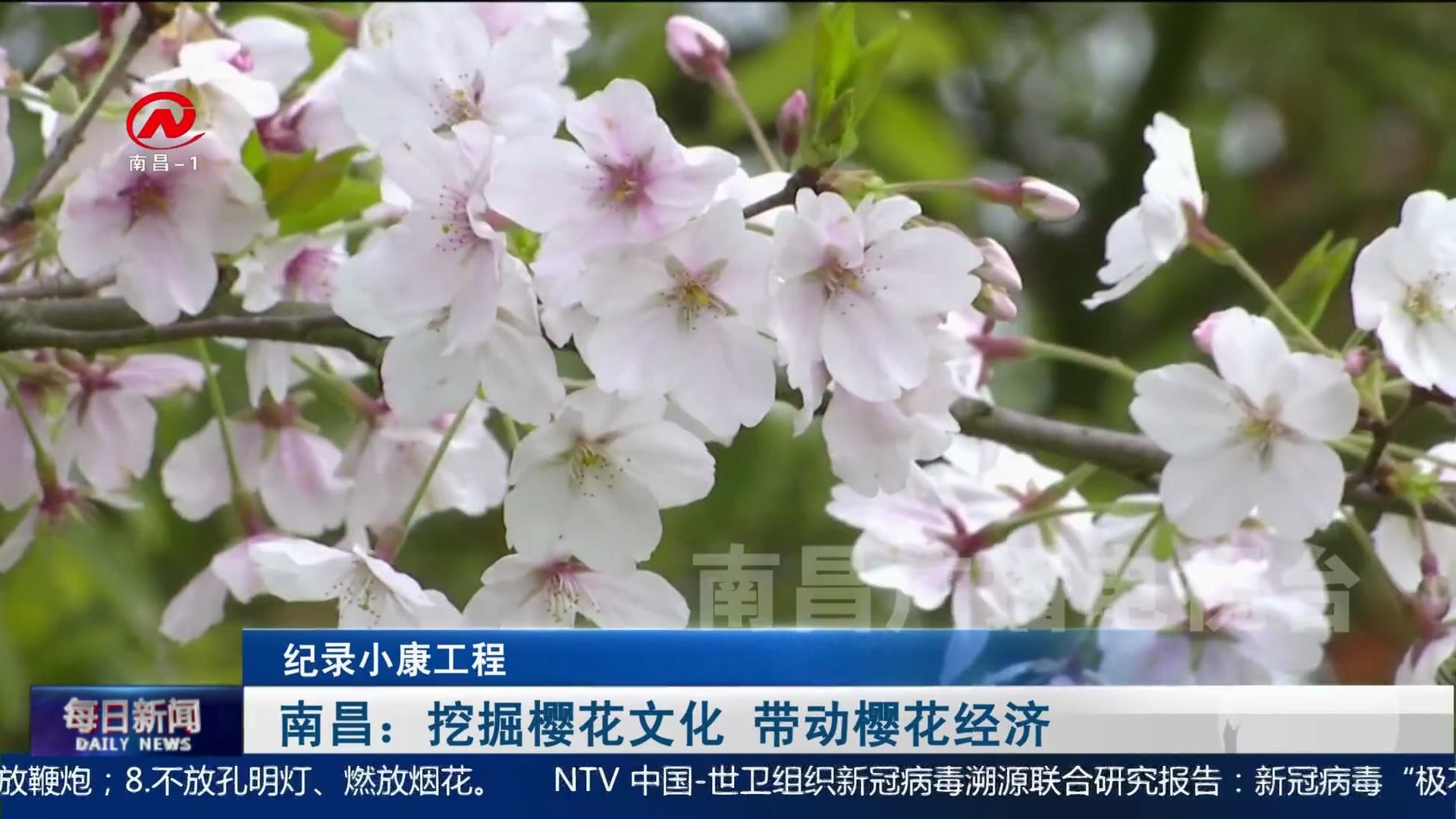 南昌：挖掘樱花文化 带动樱花经济