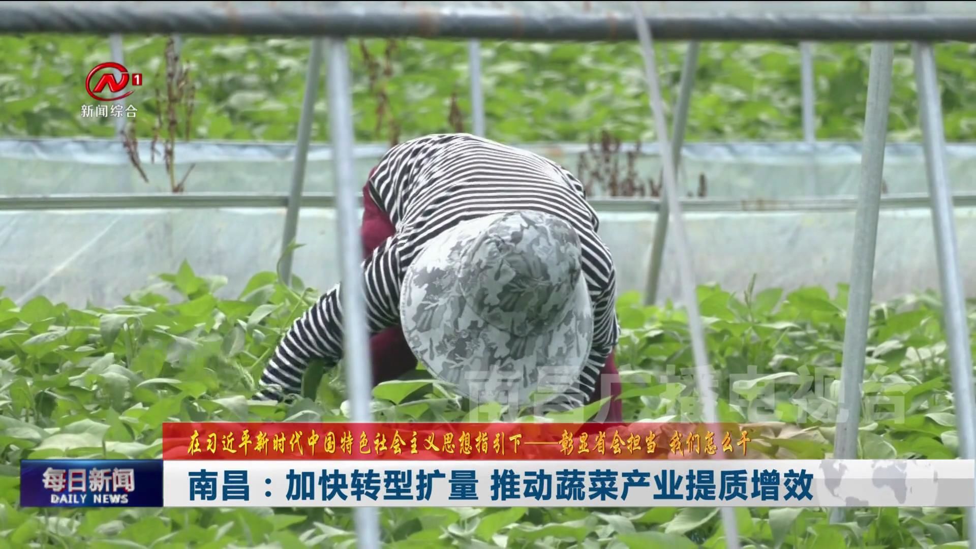 南昌：加快转型扩量 推动蔬菜产业提质增效