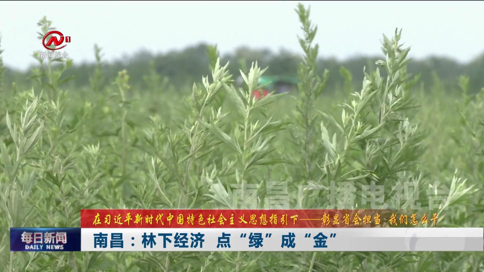 南昌：林下经济  点“绿”成“金”