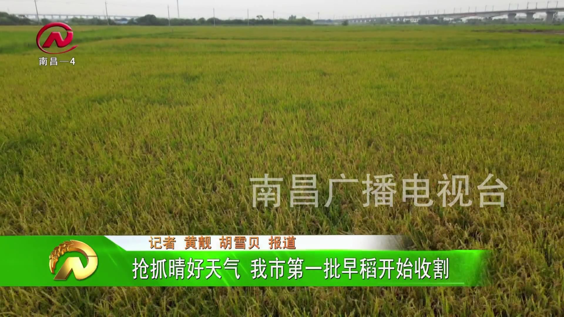【豫章农视】抢抓晴好天气 我市第一批早稻开始收割