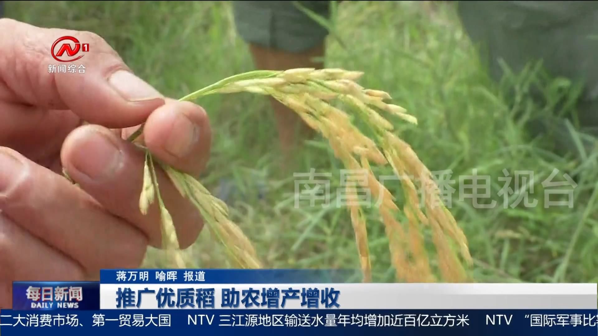 推广优质稻 助农增产增收