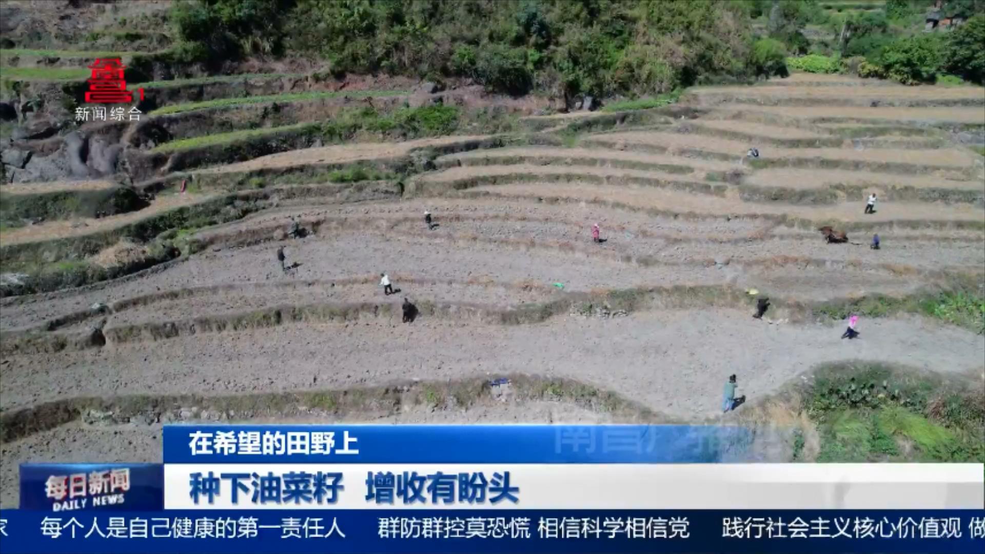 种下油菜籽 增收有盼头