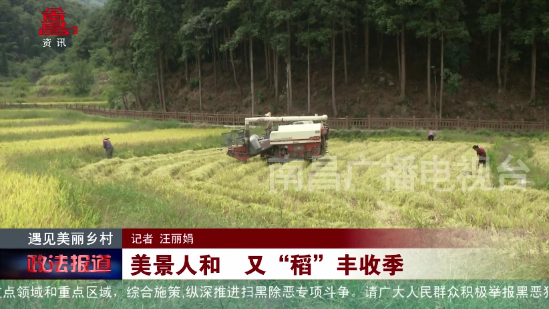 美景人和 又“稻”丰收季