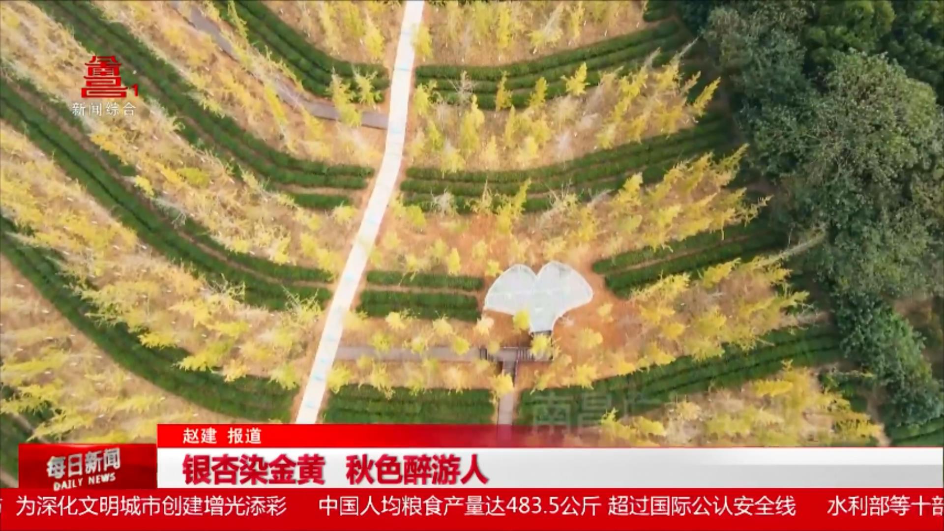 银杏染金黄 秋色醉游人
