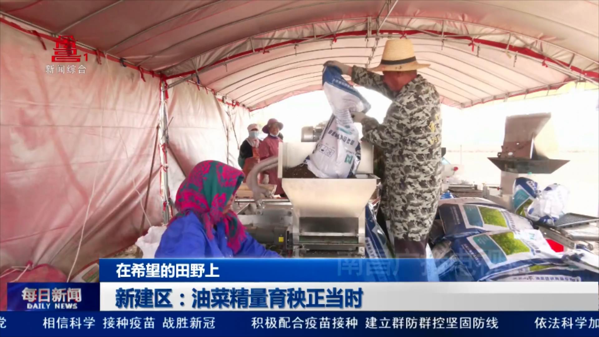 新建区：油菜精量育秧正当时