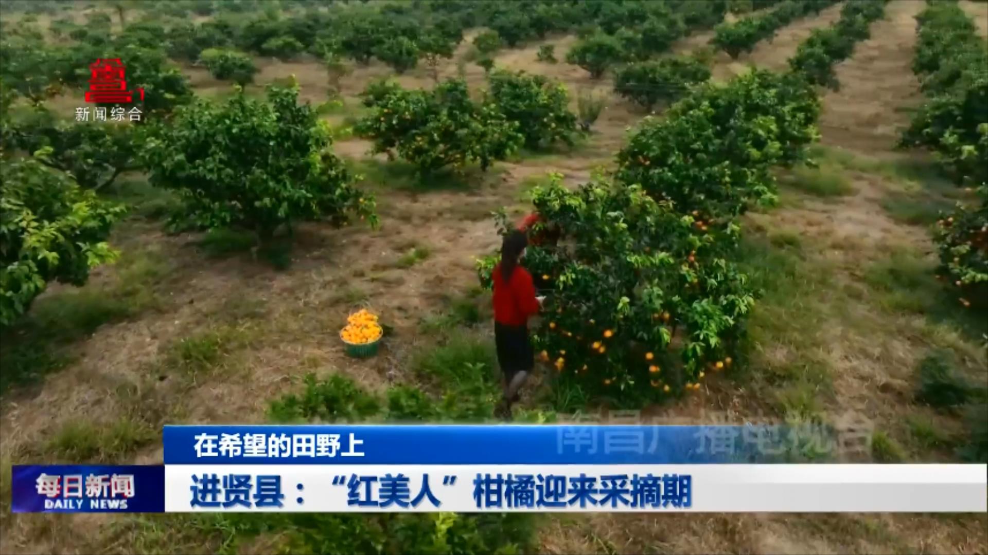 进贤县：“红美人”柑橘迎来采摘期