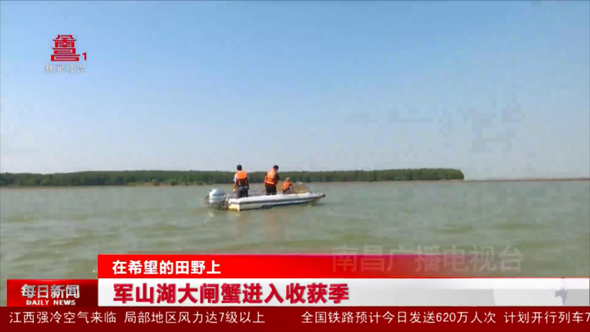 军山湖大闸蟹进入收获季