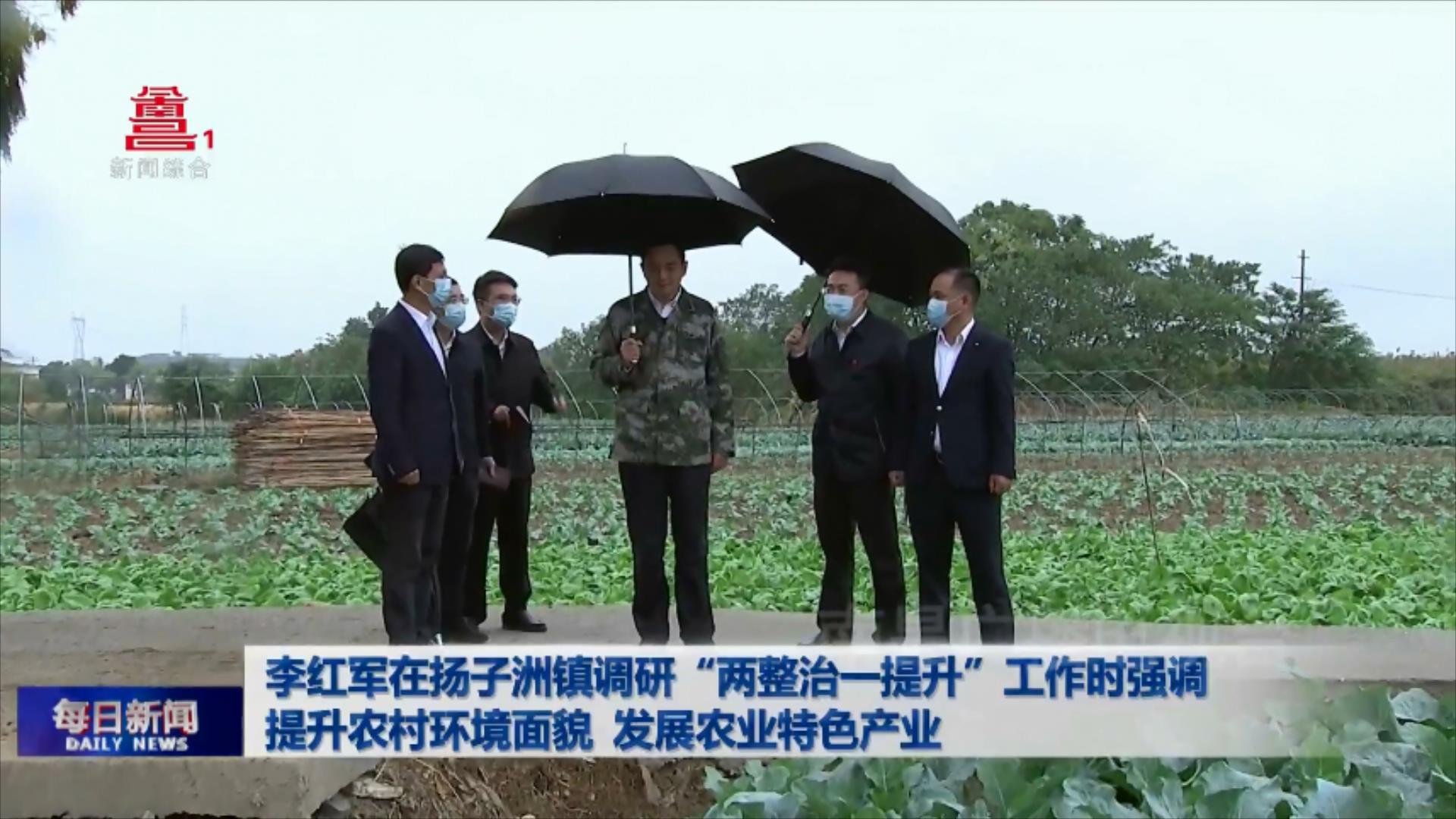 李红军在扬子洲镇调研“两整治一提升”工作时强调 提升农村环境面貌 发展农业特色产业