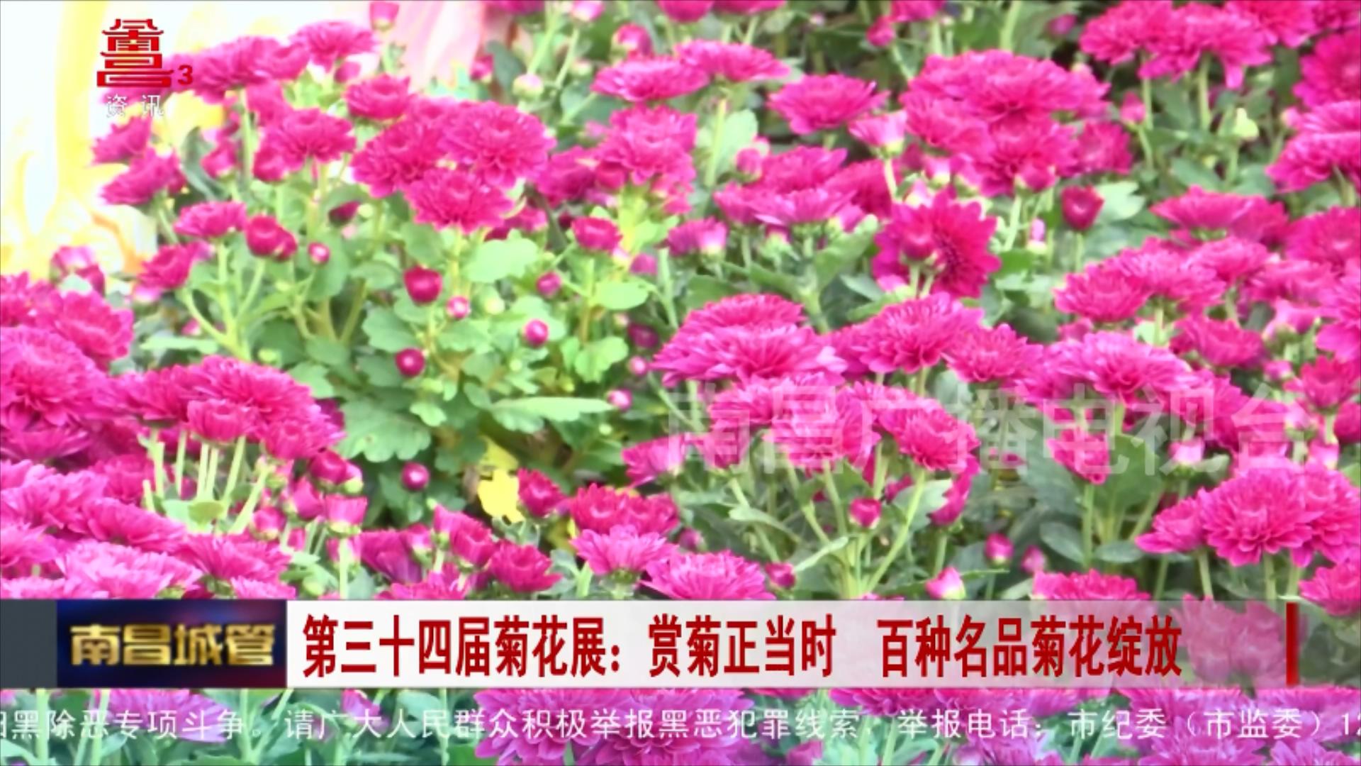 第三十四届菊花展：赏菊正当时 百种名品菊花绽放