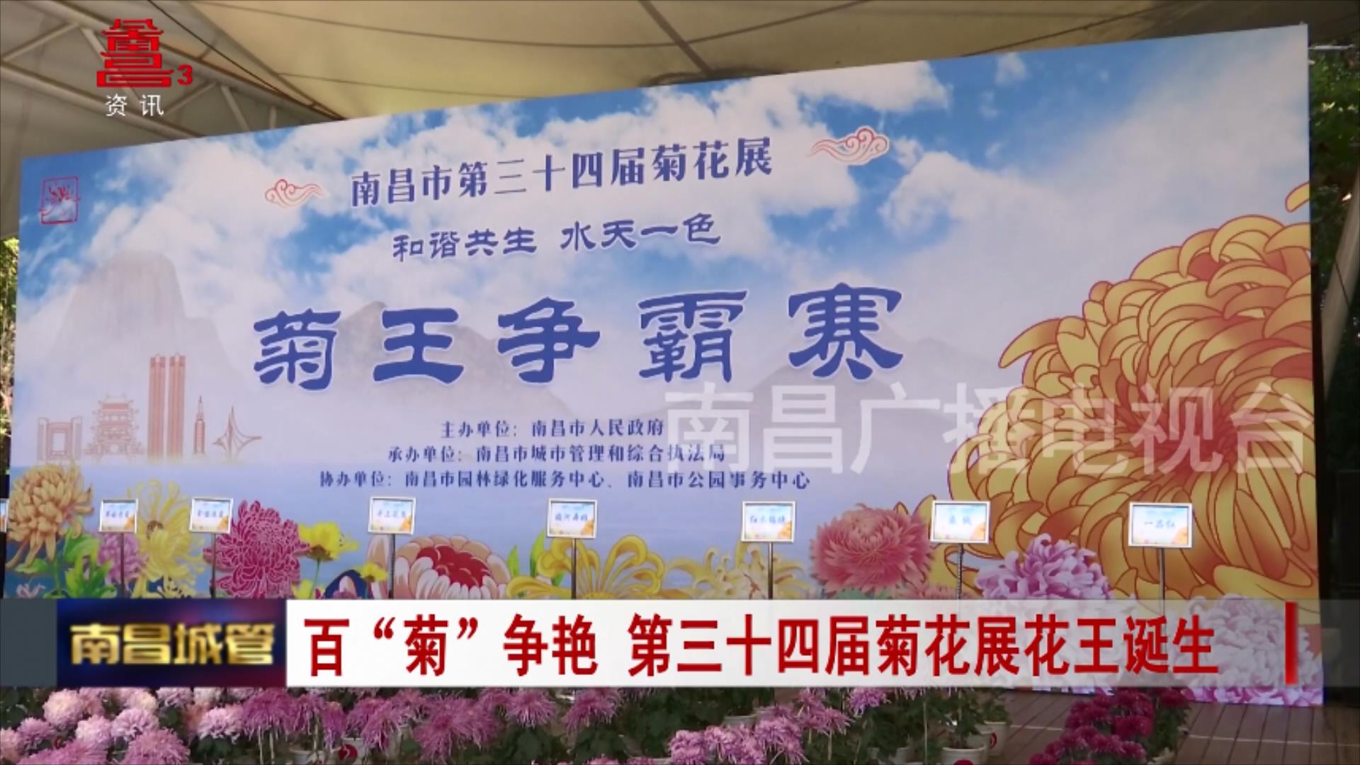 百“菊”争艳 第三十四届菊花展花王诞生