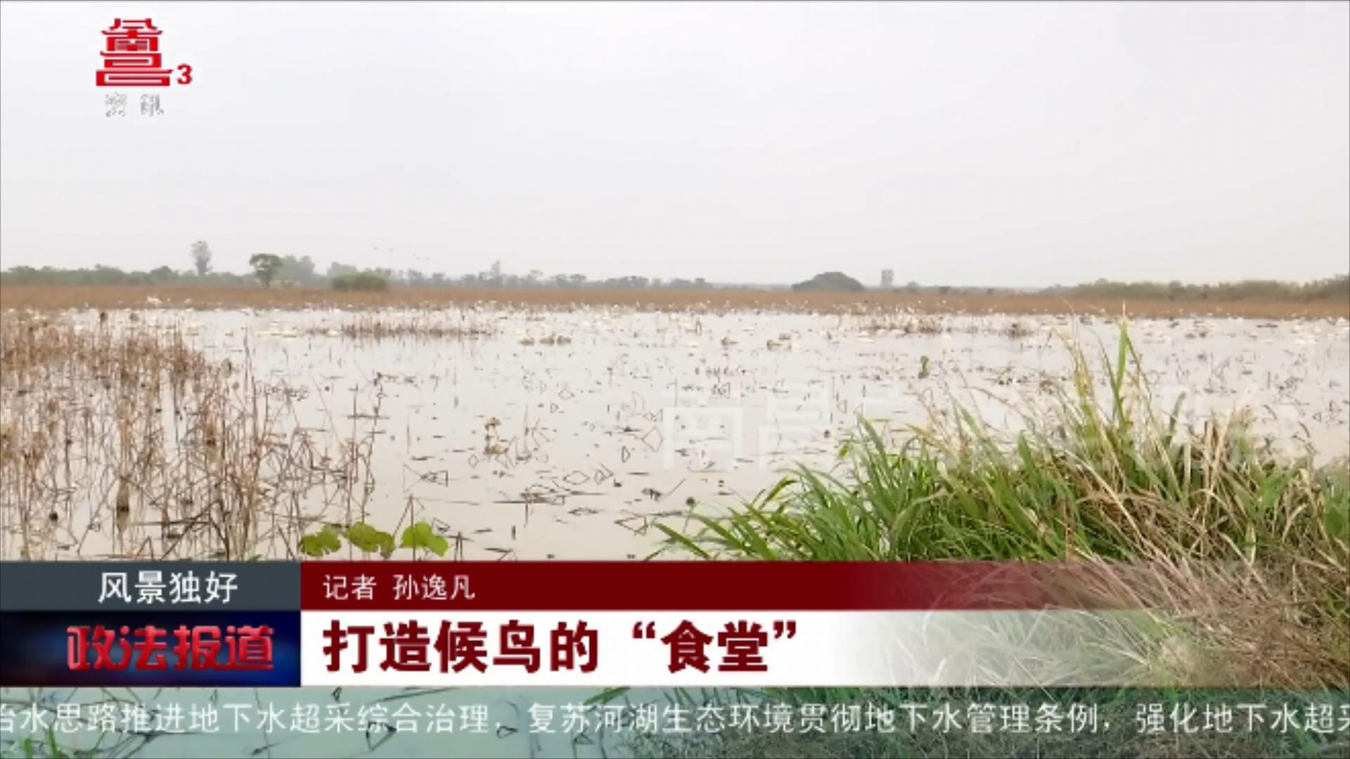 打造候鸟的“食堂”