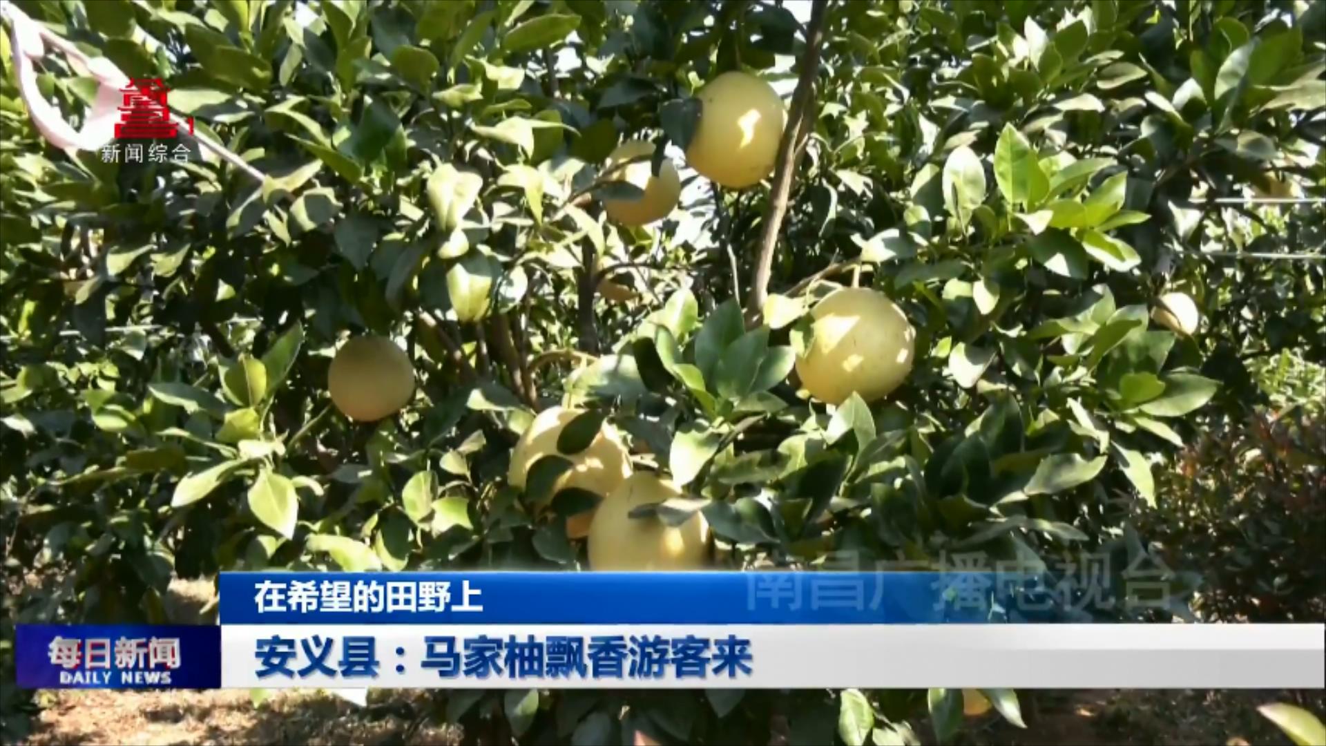 安义县：马家柚飘香游客来