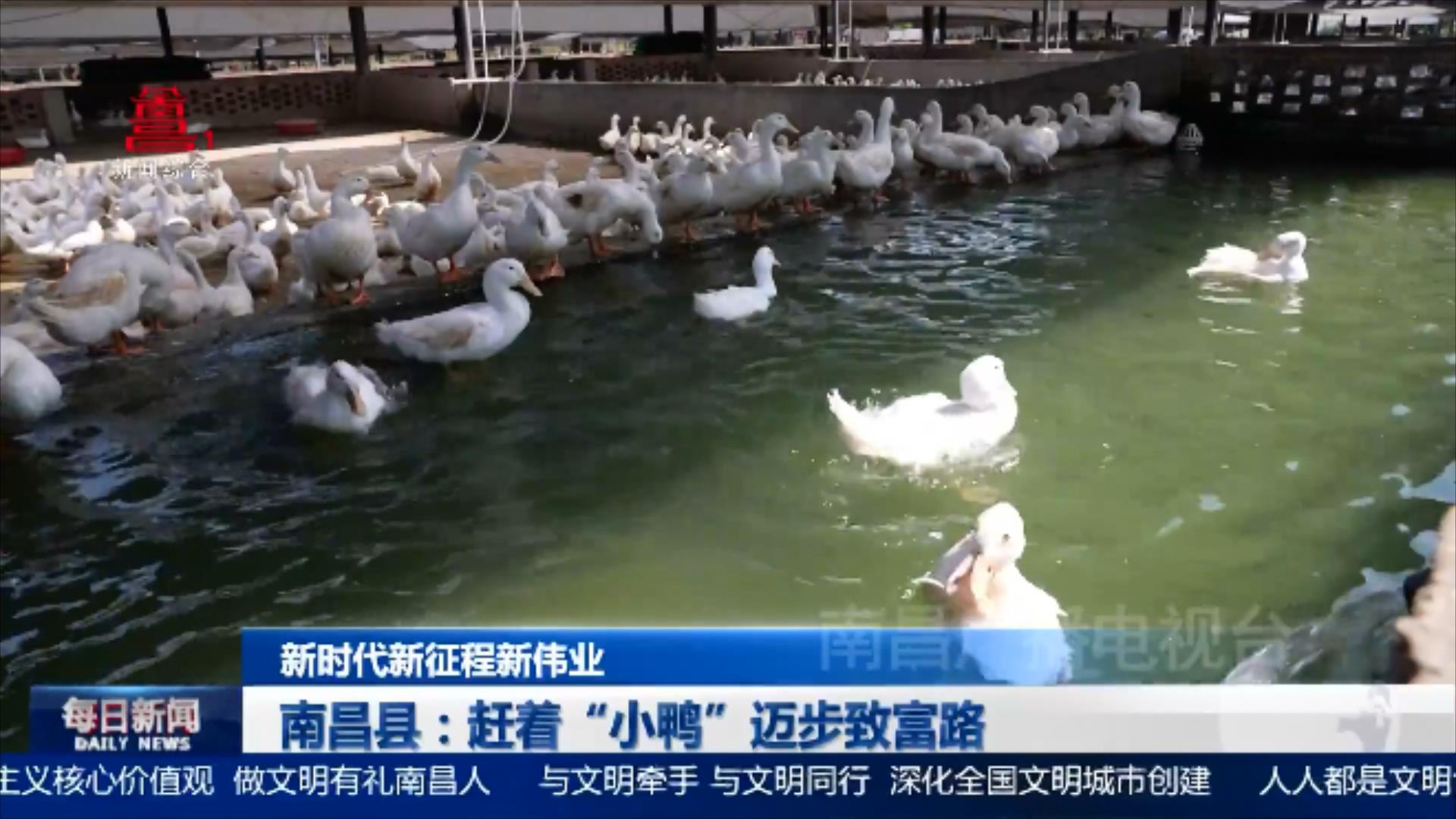 南昌县：赶着“小鸭”迈步致富路