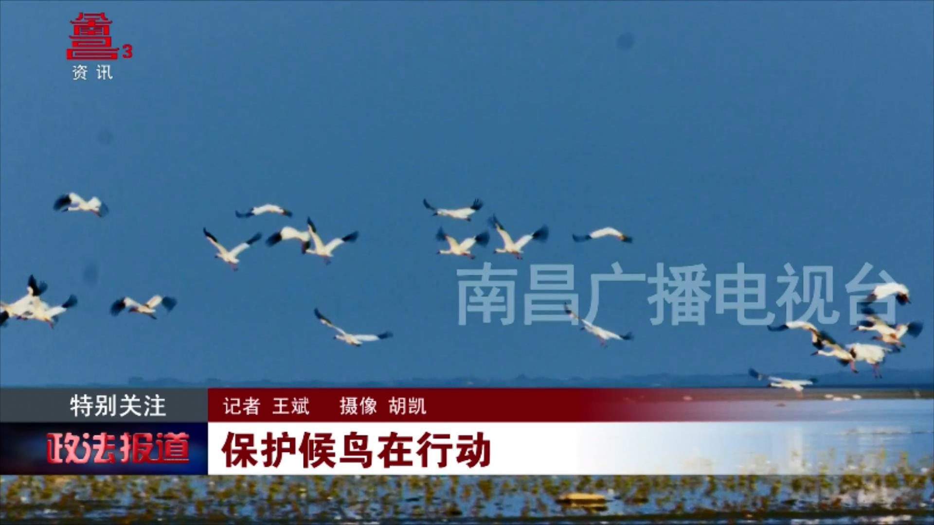 保护候鸟在行动