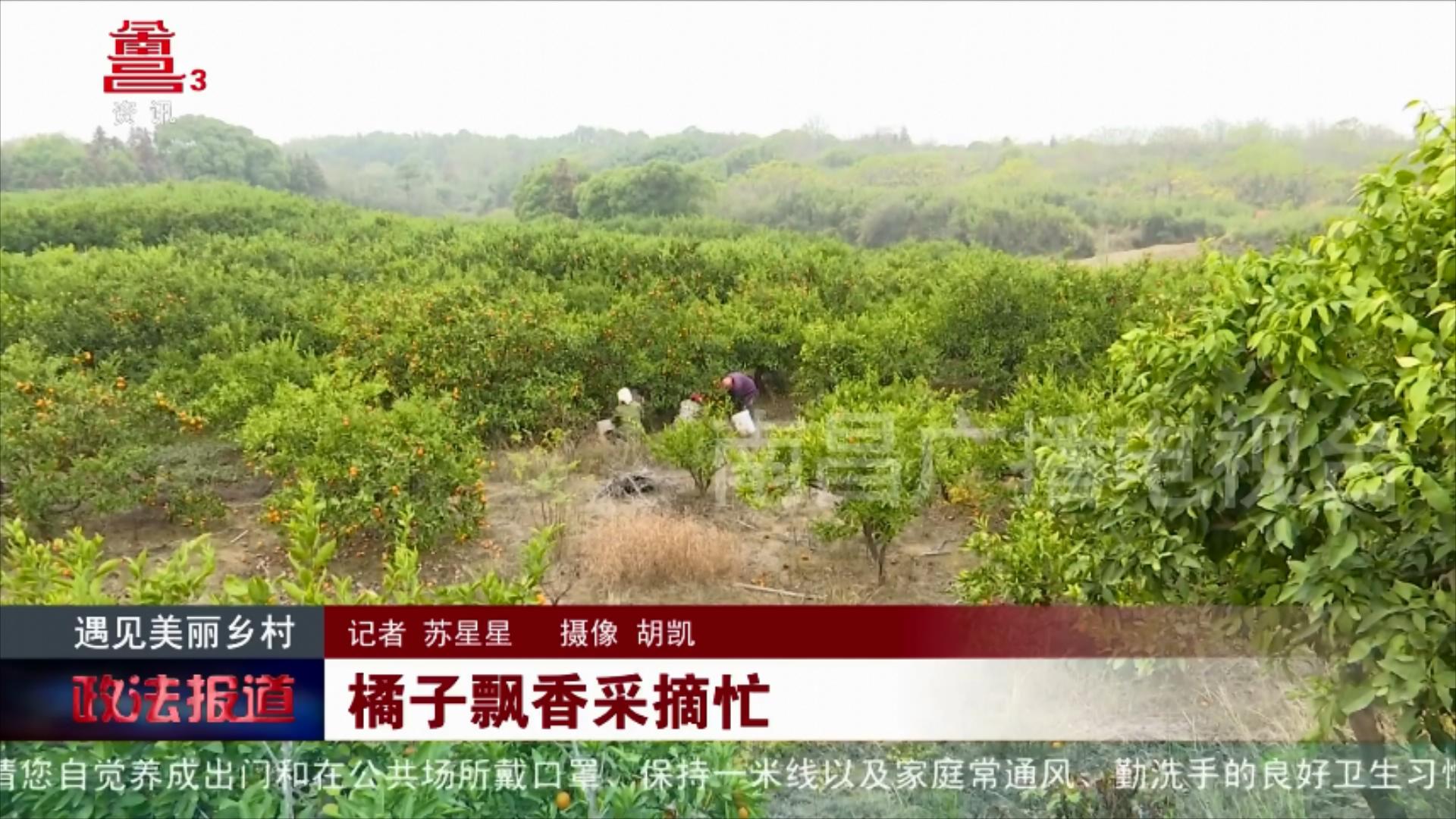 橘子飘香采摘忙