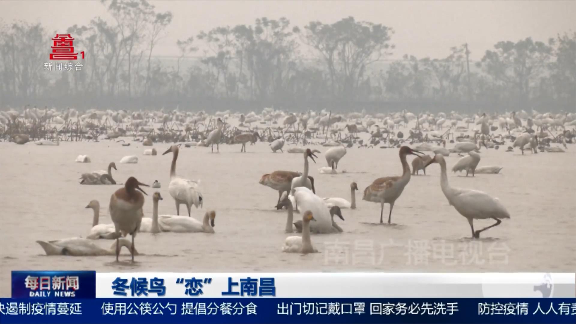 冬候鸟“恋”上南昌