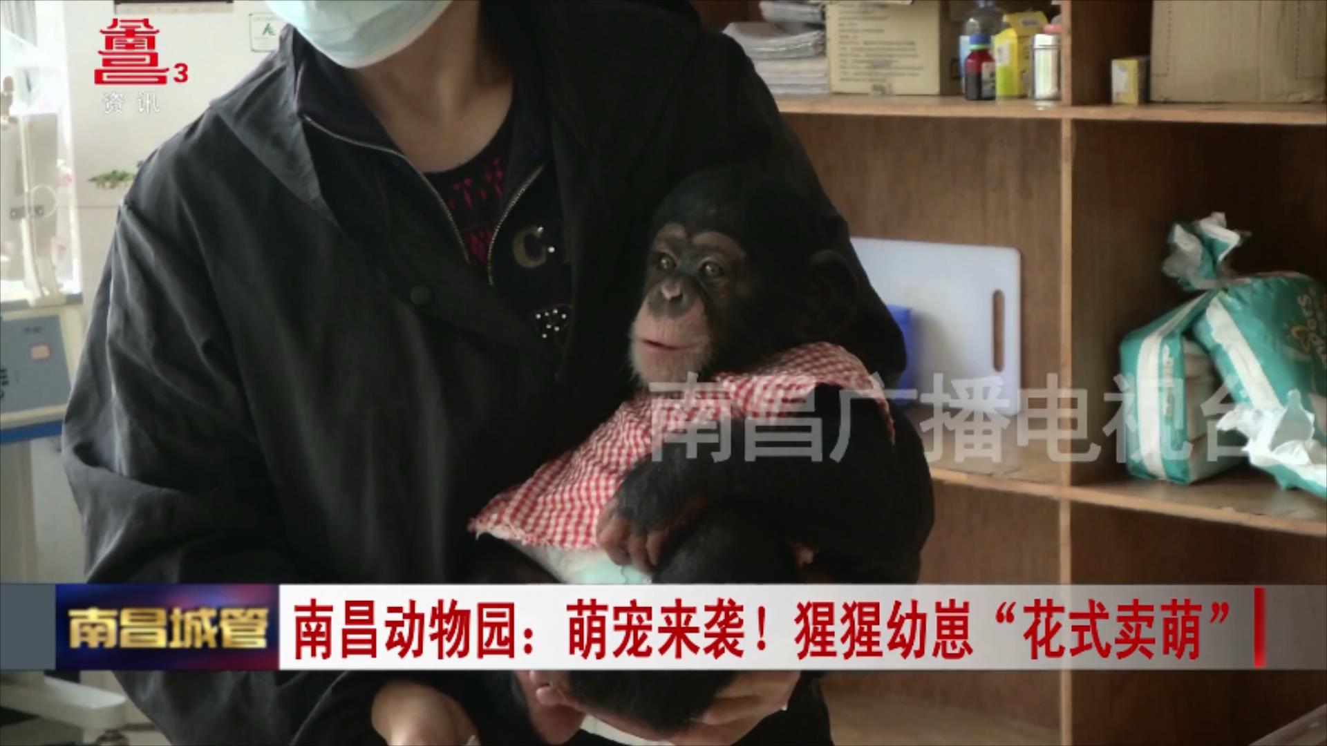 南昌动物园：萌宠来袭！猩猩幼崽“花式卖萌”