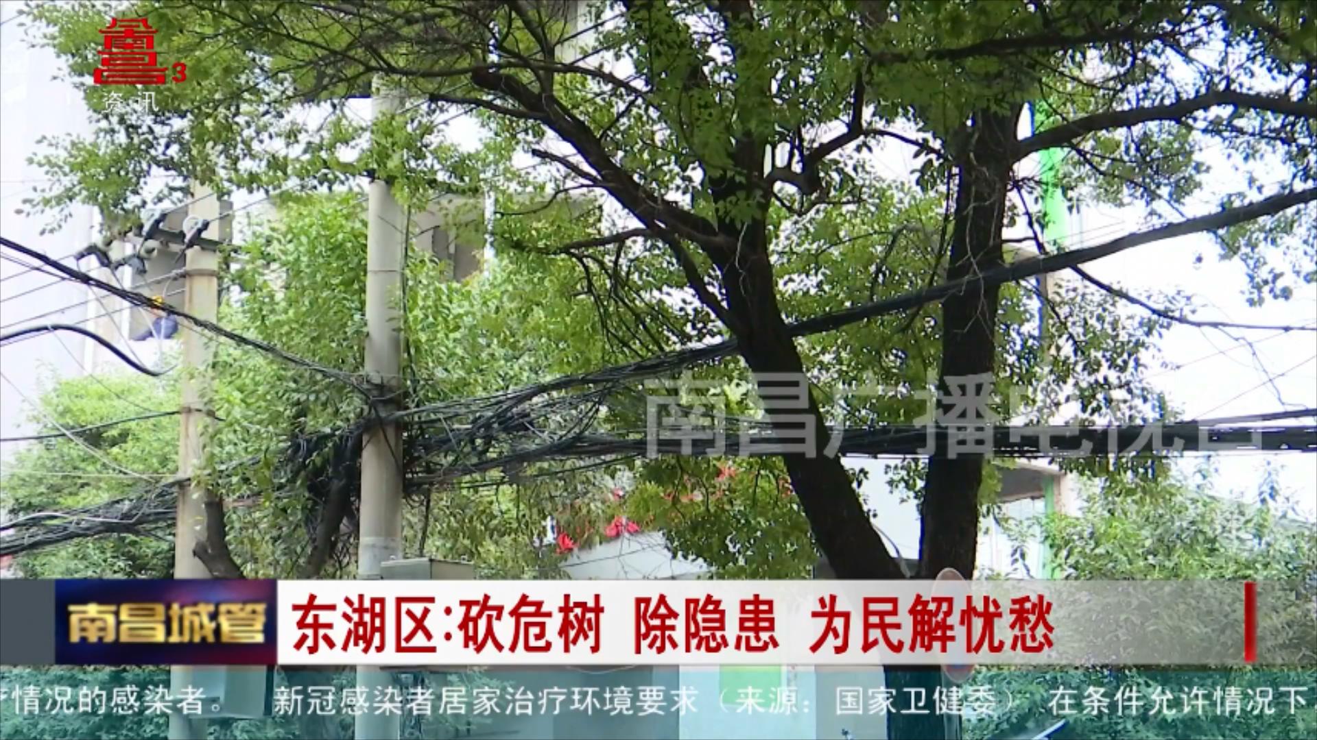 东湖区：砍危树 除隐患 为民解忧愁