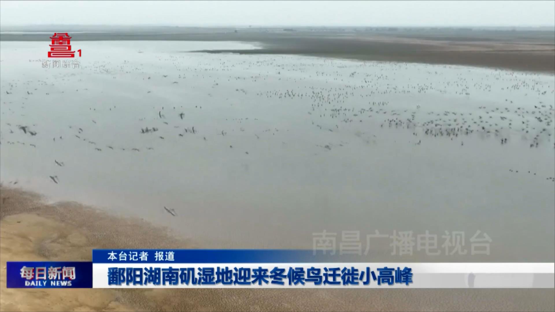 鄱阳湖南矶湿地迎来冬候鸟迁徙小高峰