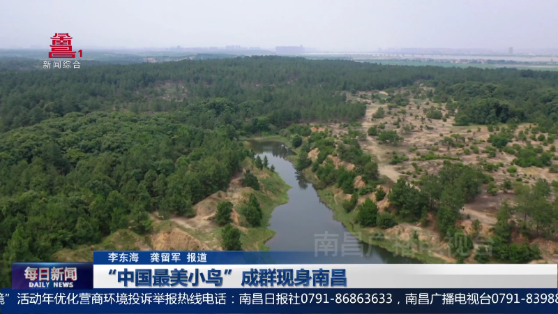 “中国最美小鸟”成群现身南昌