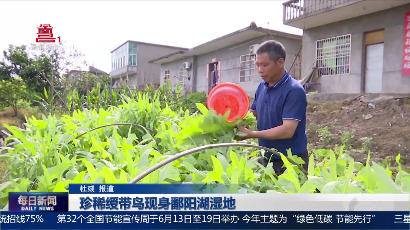 珍稀绶带鸟现身鄱阳湖湿地