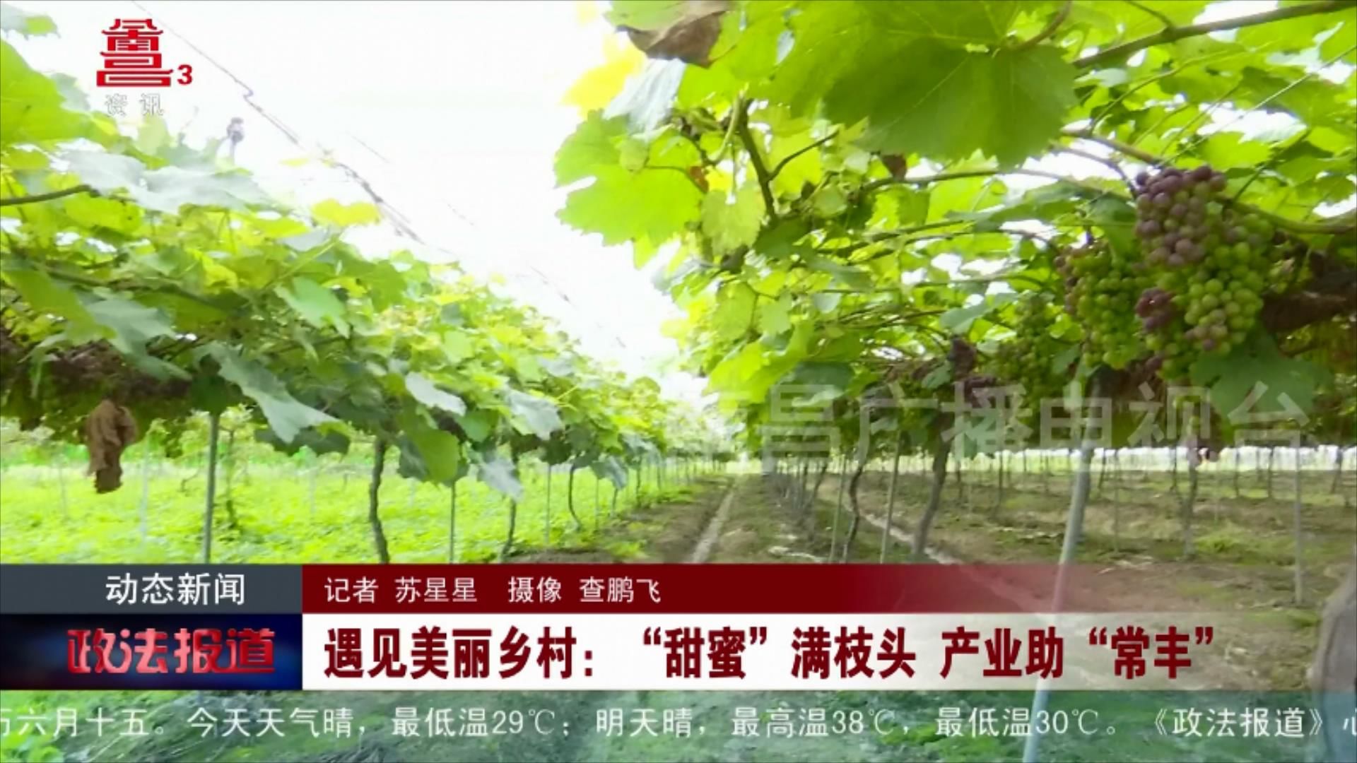 【江西是个好地方——天下英雄城】遇见美丽乡村：“甜蜜”满枝头 产业助“常丰”