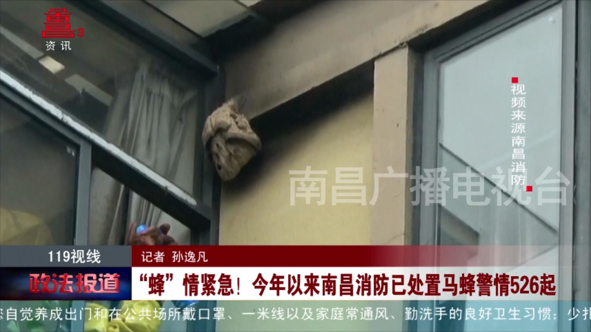 “蜂”情紧急！今年以来南昌消防已处置马蜂警情526起