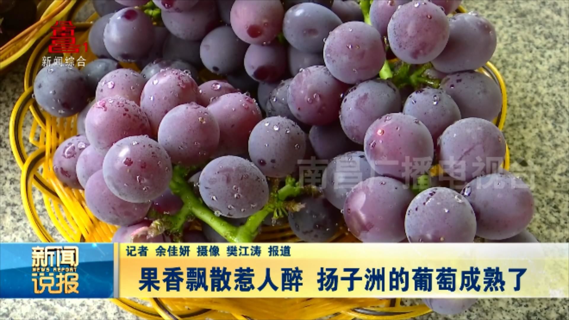 果香飘散惹人醉 扬子洲的葡萄成熟了