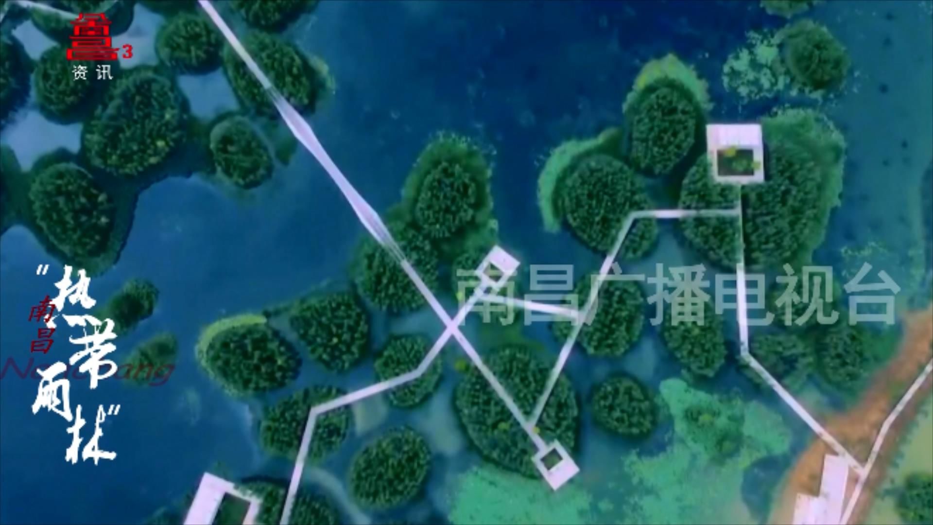 南昌的“热带雨林”