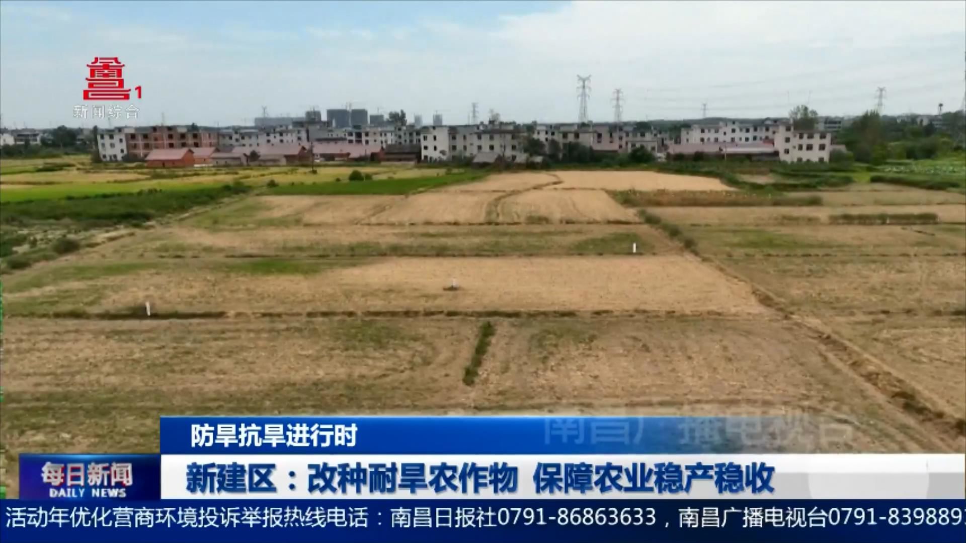 新建区：改种耐旱农作物  保障农业稳产稳收