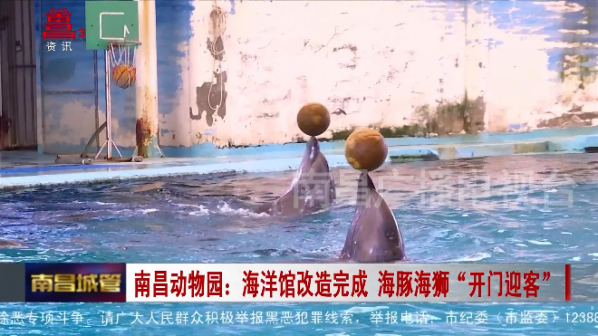 南昌动物园：海洋馆改造完成 海豚海狮“开门迎客”