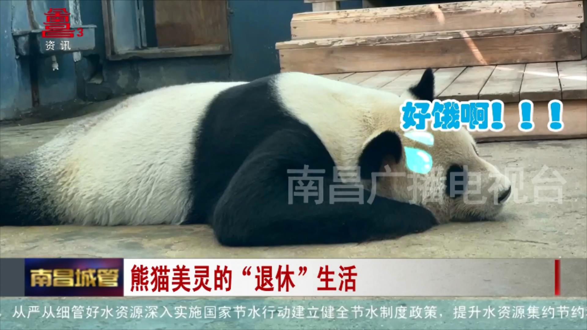 熊猫美灵的“退休”生活