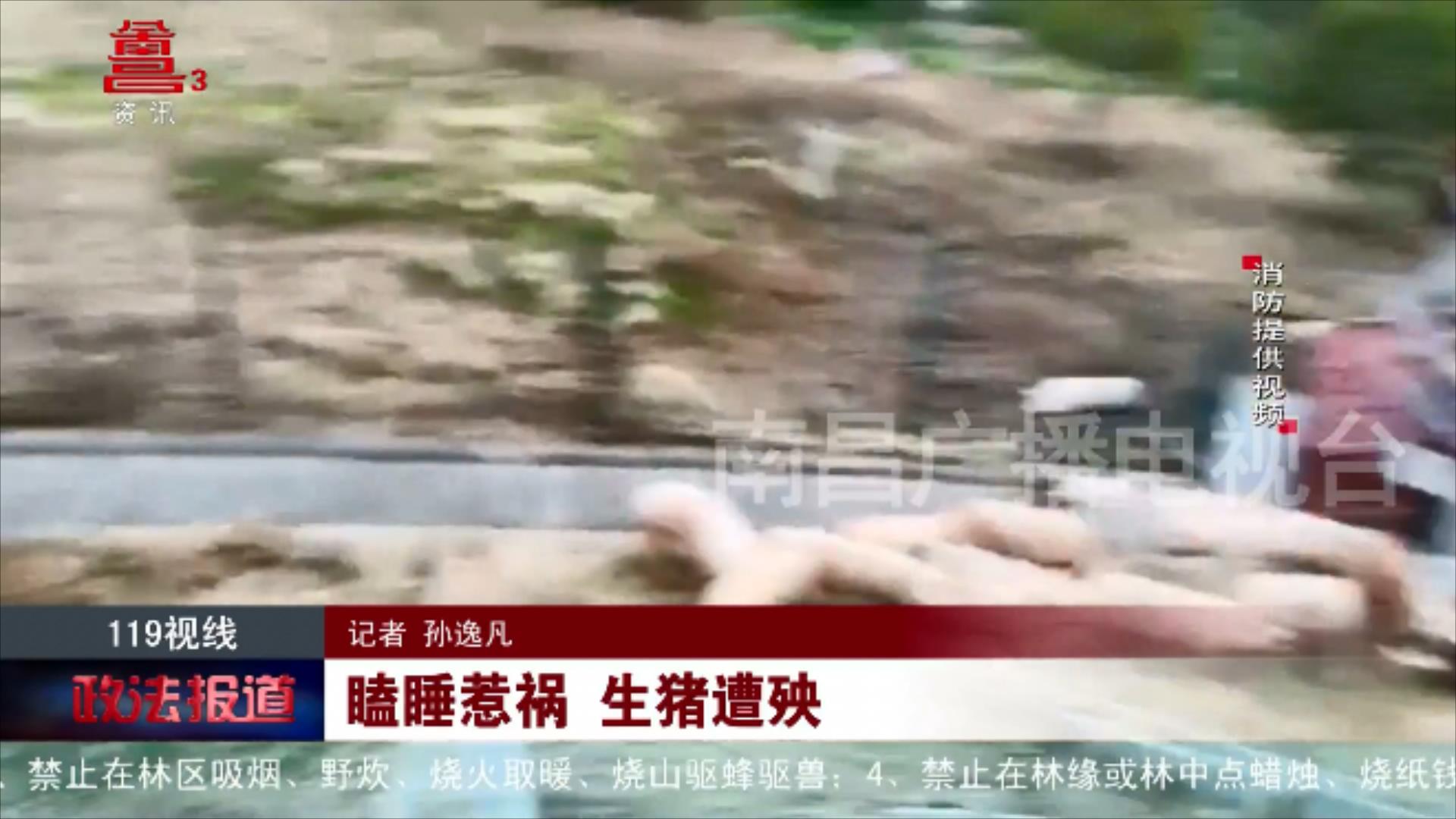 瞌睡惹祸 生猪遭殃