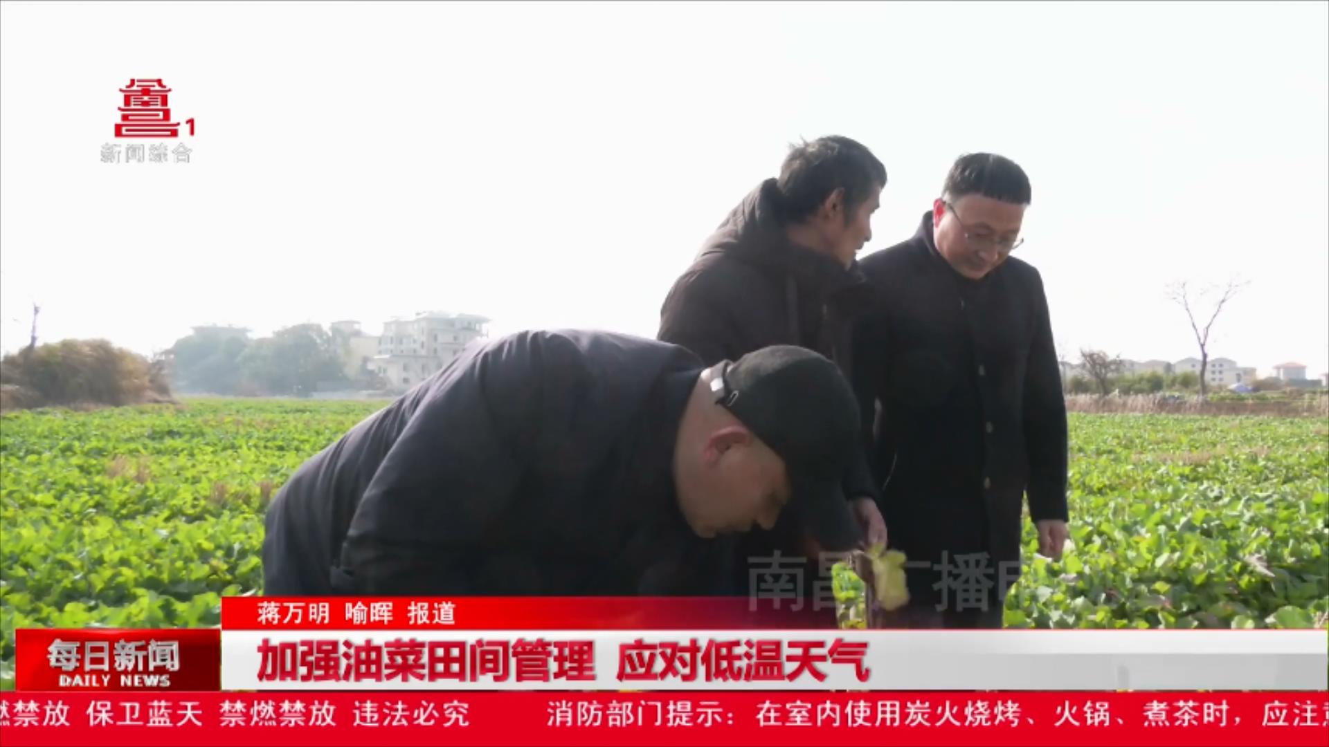 加强油菜田间管理 应对低温天气